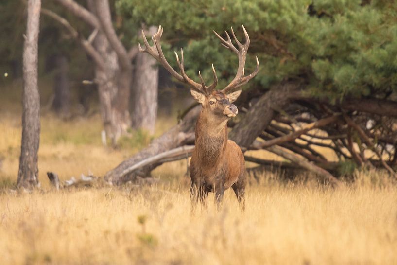 Deer on the Hoge Veluwe, rutting season by Gert Hilbink