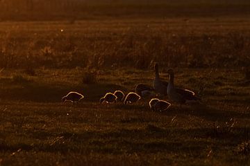 Family of geese in backlight, with light fringes by Anne Ponsen