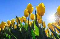 Yellow tulips in a field with during a beautiful spring day by Sjoerd van der Wal Photography thumbnail