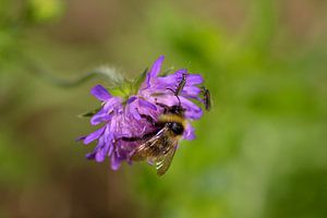 Biene in violetter Blume von Shirley Douwstra