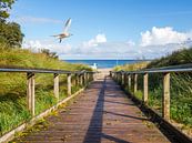Strandweg zum Meer auf der Insel Usedom von Animaflora PicsStock Miniaturansicht
