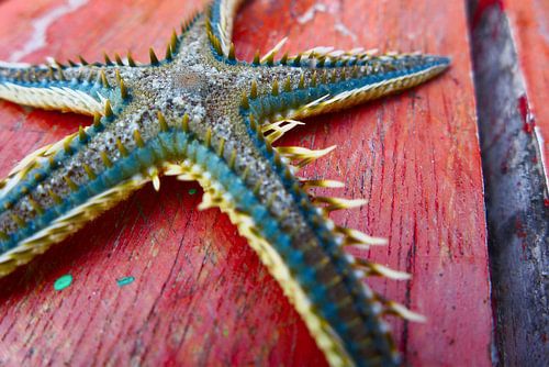 Zeester op rode planken