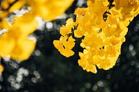 Ginkgo Geel 2/6