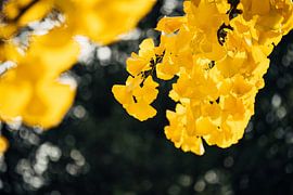 Ginkgo jaune 2/6 sur Auke Hamers