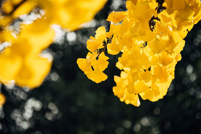 Ginkgo Yellow 2/6 by Auke Hamers