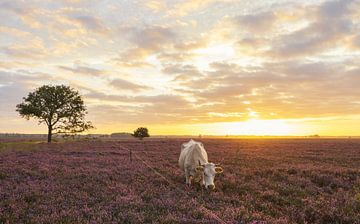 Vache sur une lande violette au lever du soleil (Pays-Bas) sur Marcel Kerdijk