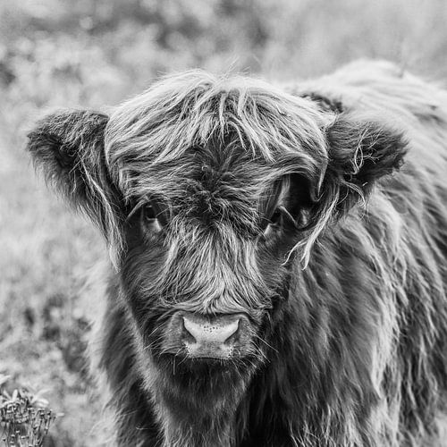 Junger schottischer Highlander von Dirk van Egmond