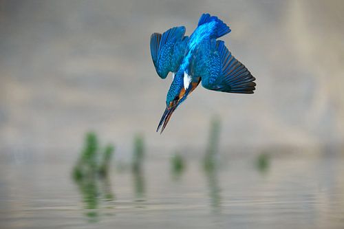 IJsvogel - In een flits