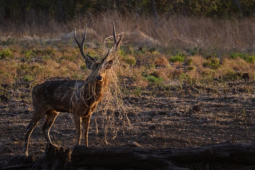 Cerfs mâles pendant la saison du rut dans le parc national de Baluran par Anges van der Logt