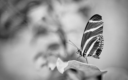 Zwart wit Zebra vlinder, Heliconius chartionius
