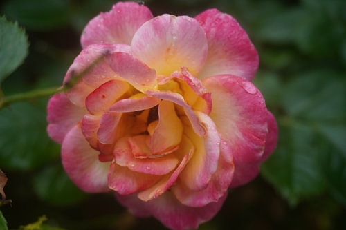 a beautiful rose