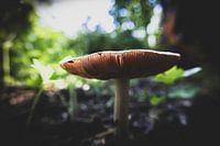 Macro Mushroom