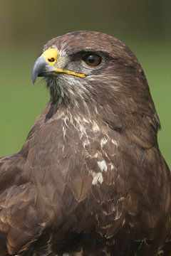 Mäusebussard (Buteo buteo) von Ronald Pol