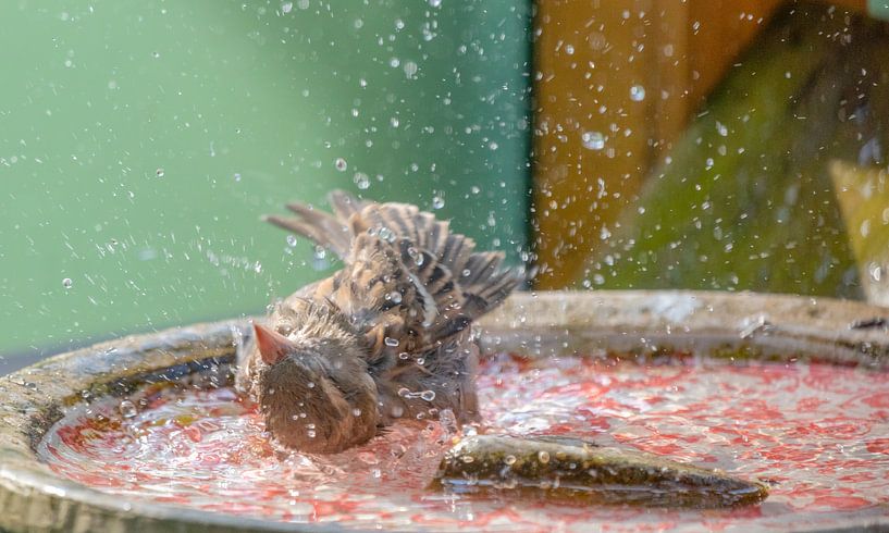 Bathing Sparrow in the water. by Hans Buls Photography
