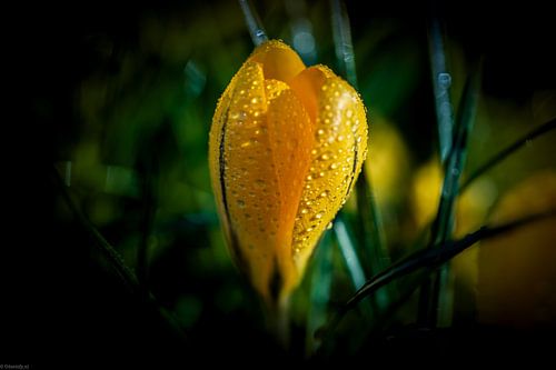 Het is Lente