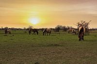 Wilde paarden tijdens de zonsondergang.