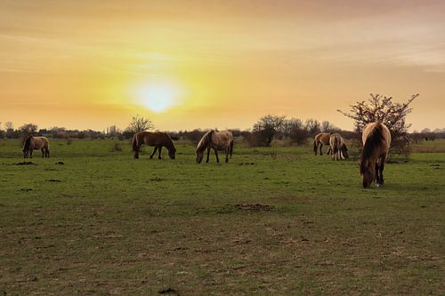 Wilde paarden tijdens de zonsondergang.