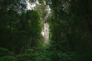 Tane Mahuta - God of the Forest (Nordinsel, Neuseeland)