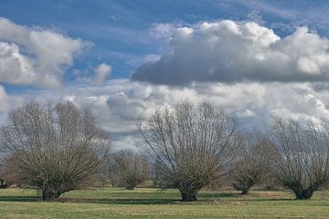 February in Himmelgeister Rhine Arc by Peter Eckert