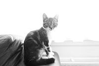 My cat has a backup. Black and White