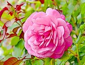 Rose d'été (Rose rose) par Caroline Lichthart Aperçu