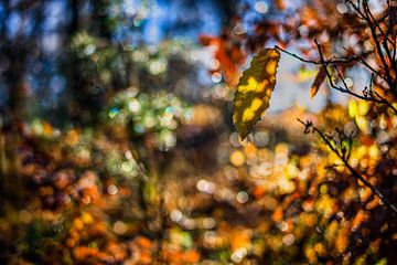 Couleurs d'automne 03.2x3 sur Timo Bergenhenegouwen