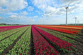 Hollands tulpenlandschap