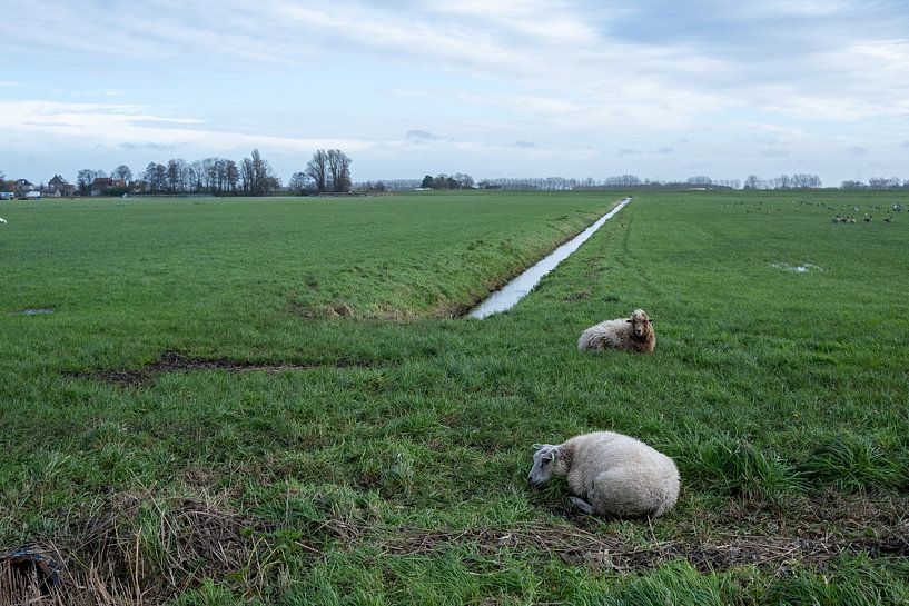 Schafe im niederländischen Polder von Alida Stam-Honders