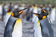 King Penguins by Angelika Stern thumbnail