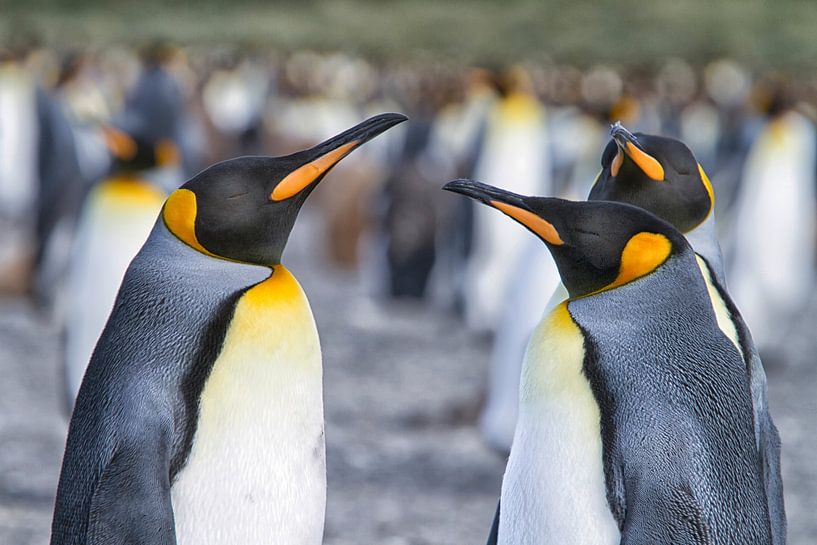 King Penguins by Angelika Stern