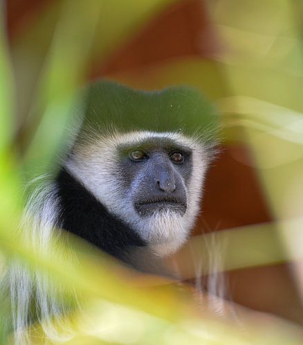 colobus monkey, Kenya