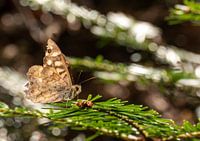 Little brown butterfly sitting on a fir branch