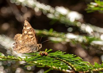 Kleiner brauner Schmetterling sitzt auf einem Tannenzweig