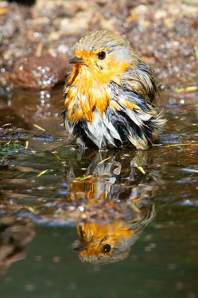 Robin bathing by rene marcel originals