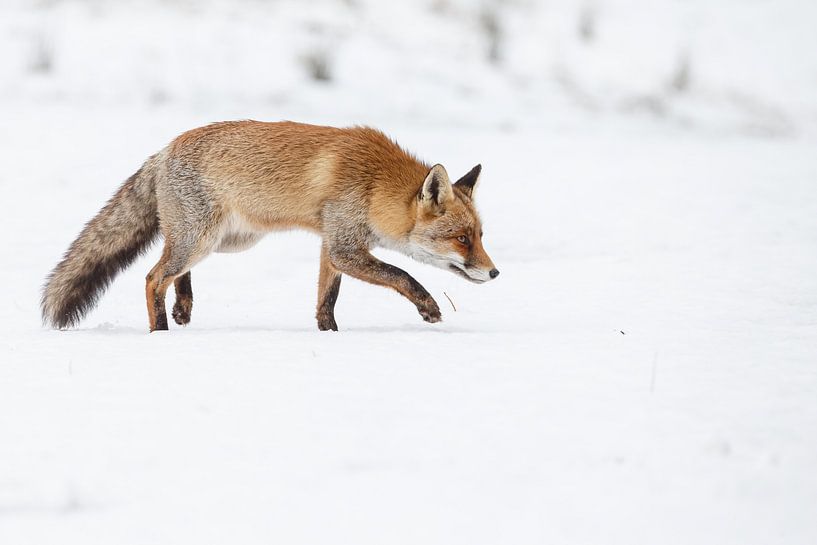 Vos lopend over de sneeuw van Menno Schaefer