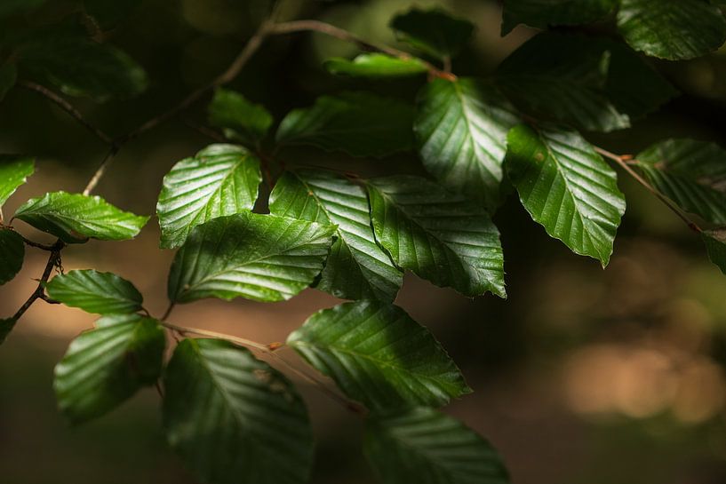 Groene bladeren in de zon (Nederland) van Marcel Kerdijk