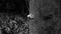 An einen Baum kuscheln