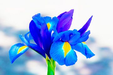 Blue iris in the light by Ivonne Fuhren-van de Kerkhof