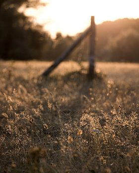 Zonsondergang in het veld