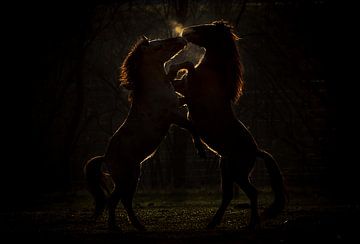 Horses fight by natascha verbij