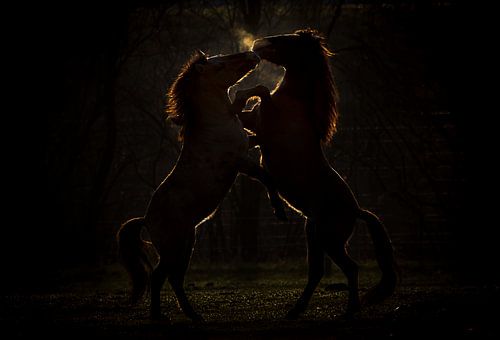 Paarden strijd