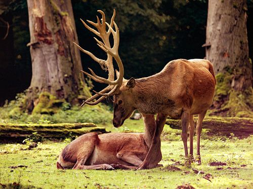 Edelhert (Cervus elaphus)