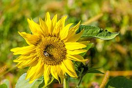 Sunflower blossom with bee by Dieter Walther