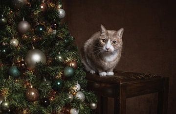 Vintage Fine Art Weihnachten Porträt Katze von Nikki IJsendoorn