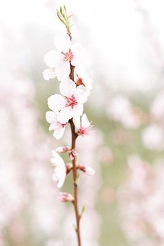 Blossom II | Blüte | Blume | Rosa | Frühling | Natur von Mirjam Broekhof