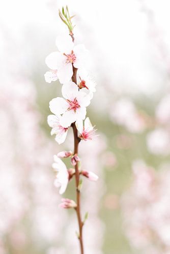 Blossom II | Blossom | Flower | Pink | Spring | Nature