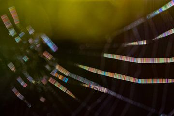 Spinnenweb in een kleurenspektakel 6 van Anne Ponsen