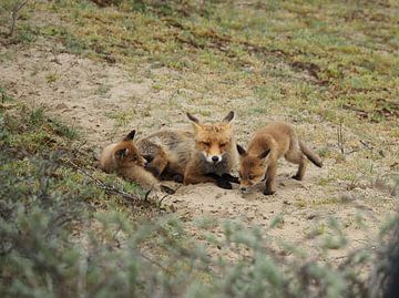 Fox family by Marjon Woudboer