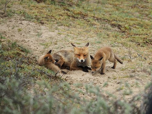 Familie Fuchs