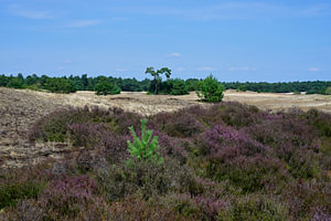 Violette Heide auf einer Sandverwehung mit Kiefern